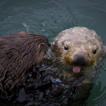 Otters with an Attitude – 19 September 2008