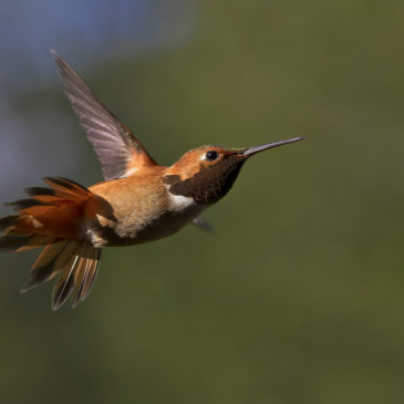 Hummingbirds – 16 May 2011