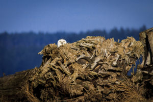 Snowy Owl at Nisqually – 05 February 2012