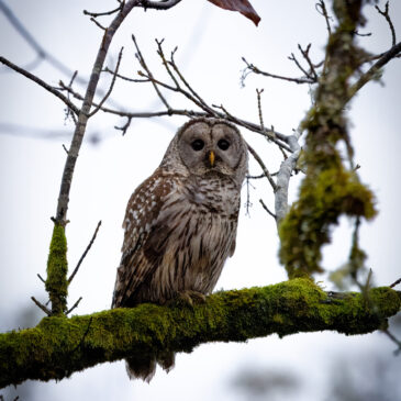 Barred Owl at Nisqually – 11 December 2023